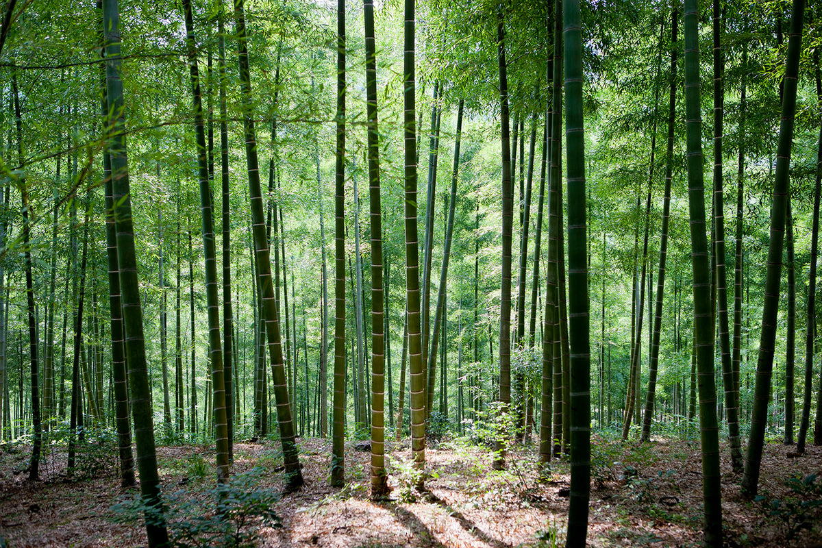 pf-6600c60c--bamboo-homepage-2-1440